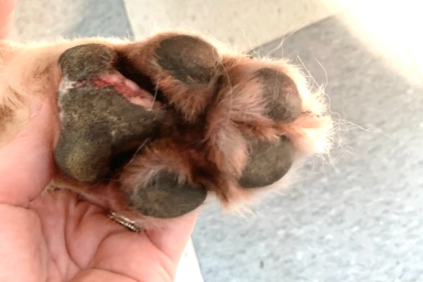 dog paw yeast infection