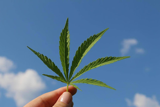 Legal Cannabis in California